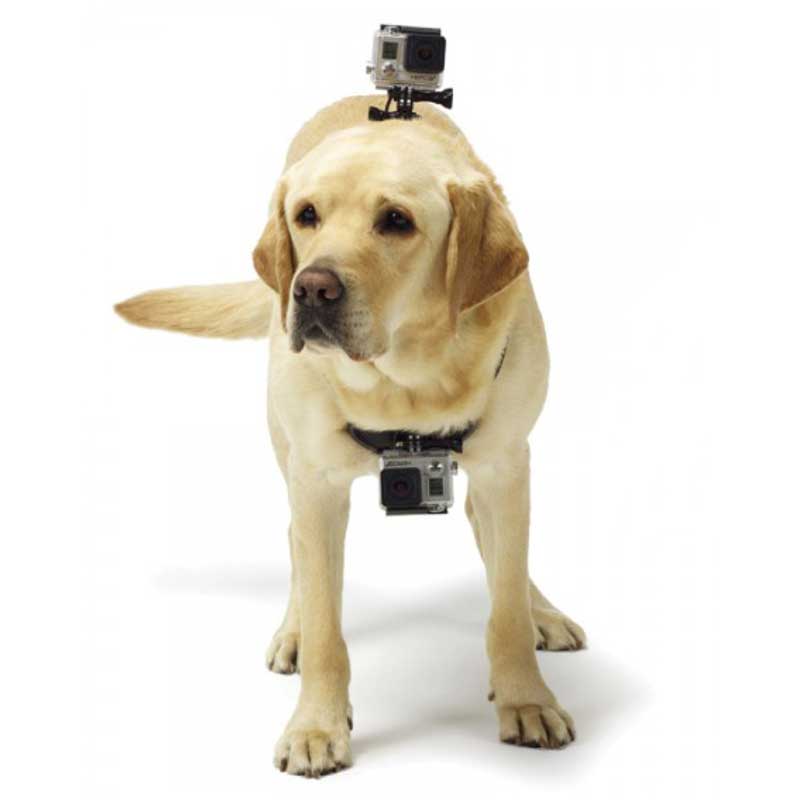 Pet Harness câmera